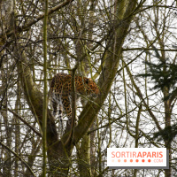 Lumigny Safari Reserve - nos photos - image00029