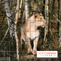 Lumigny Safari Reserve - nos photos