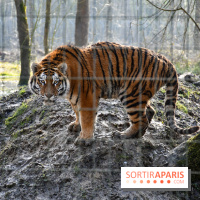 Lumigny Safari Reserve - nos photos - image00025