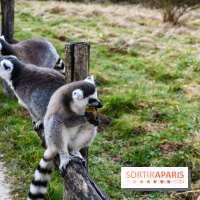 Lumigny Safari Reserve - nos photos