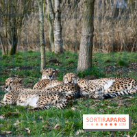 Lumigny Safari Reserve - nos photos