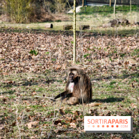 Lumigny Safari Reserve - nos photos - image00012