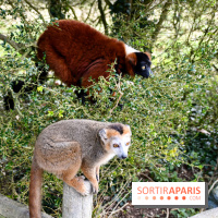 Lumigny Safari Reserve - nos photos - image00007