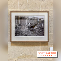 Zola photographe : l'exposition à l'Espace Richaud, à Versailles - IMG 3059