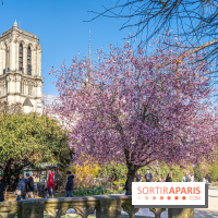 Le Square Viviani devant Notre-Dame de Paris
