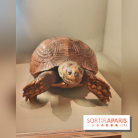Déserts : l'exposition scientifique se dévoile au Muséum d'Histoire naturelle de Paris