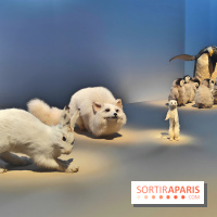 Déserts : l'exposition scientifique se dévoile au Muséum d'Histoire naturelle de Paris