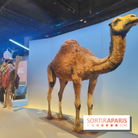 Déserts : l'exposition scientifique se dévoile au Muséum d'Histoire naturelle de Paris