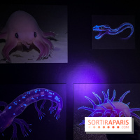 Digital Abysses au musée en Herbe - nos photos - F3A37CC1 EED0 4B18 8971 5253738A4248