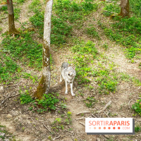 La Forêt des Loups