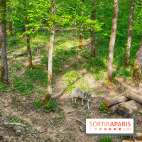 La Forêt des Loups