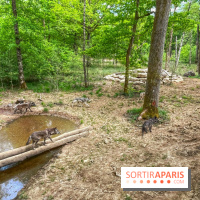 La Forêt des Loups