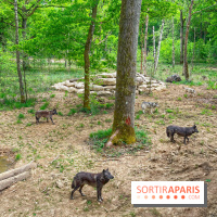 La Forêt des Loups