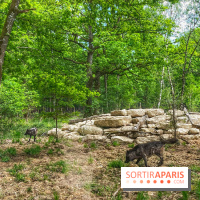 La Forêt des Loups
