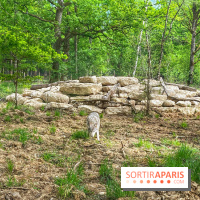 La Forêt des Loups