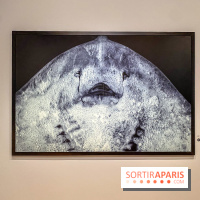 Jean Gaumy et la Mer : l'exposition maritime intimiste au Musée de la Marine