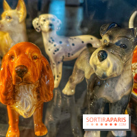 Collection dédié aux chiens
