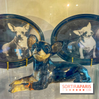 Collection dédié aux chiens