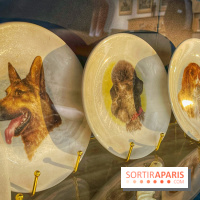 Collection dédié aux chiens