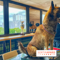 Collection dédié aux chiens - IMG 2325