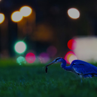 BAP 2025 : 2 expositions insolites pour voir la vie en ville autrement - Heron copyright Nicolas Davy Ile de France Nature