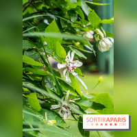 Les Jardins de Juliette à Elancourt