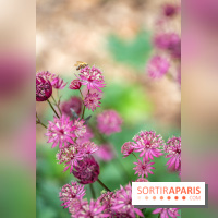 Le Jardin des Aubépines a Auffargis  - A7C01452