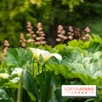 Le Jardin des Aubépines a Auffargis  - A7C01439