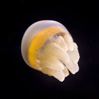 Disco Méduses à l'Aquarium Sea Life