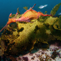 Disco Méduses à l'Aquarium Sea Life