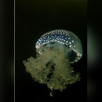 Disco Méduses à l'Aquarium Sea Life