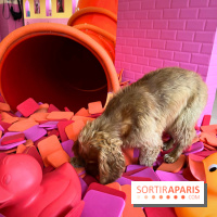 Patapwouf, le spot cani-friendly de Saint-Ouen - nos photos - 039E98EA 14EC 4A45 835B A43C1DA1FDC6