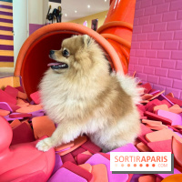 Patapwouf, le spot cani-friendly de Saint-Ouen - nos photos - AE8ADCA5 E843 42AC 8738 07BD7F10921B