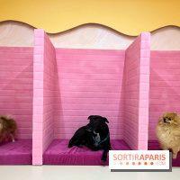 Patapwouf, le spot cani-friendly de Saint-Ouen - nos photos - EFD876A8 E455 49B4 A85E 02B255FF5AC9