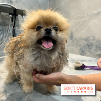 Patapwouf, le spot cani-friendly de Saint-Ouen - nos photos - F0F099CA D4D5 4057 8F22 EA80E51F0193