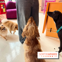 Patapwouf, le spot cani-friendly de Saint-Ouen - nos photos - FB70D621 F8DA 4209 90C0 D461AB7967BD