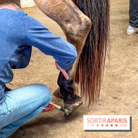 Balade en chevaux Henson en forêt de Fontainebleau  - IMG 2009