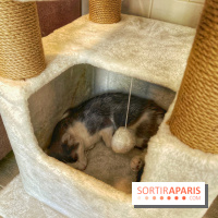 Chat-Rivari Café