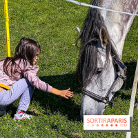 Tous en piste ! à Maisons-Laffitte (78): poneys, calèche et spectacles équestres gratuits au château - IMG 8256 jpg