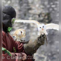 Les aigles des remparts