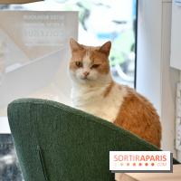 Koneko Work : le café coworking pour travailler en compagnie des chats - DSC 5238