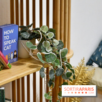 Koneko Work : le café coworking pour travailler en compagnie des chats - DSC 5244