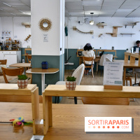 Koneko Work : le café coworking pour travailler en compagnie des chats - DSC 5247