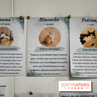 Koneko Work : le café coworking pour travailler en compagnie des chats - DSC 5257