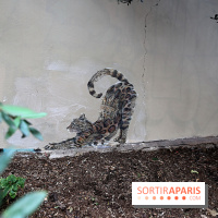 Ardif : nos photos de son exposition 'Felines Mechanimal' 