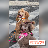 La Marche des animaux à Paris : défilé gratuit, ouvert aux chiens, chats ... sur les Champs-Élysées - IMG 5202