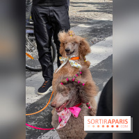 La Marche des animaux à Paris : défilé gratuit, ouvert aux chiens, chats ... sur les Champs-Élysées - IMG 5203