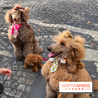 La Marche des animaux à Paris : défilé gratuit, ouvert aux chiens, chats ... sur les Champs-Élysées - IMG 5216