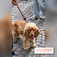 La Marche des animaux à Paris : défilé gratuit, ouvert aux chiens, chats ... sur les Champs-Élysées - IMG 5291