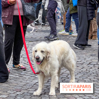 La Marche des animaux à Paris : défilé gratuit, ouvert aux chiens, chats ... sur les Champs-Élysées - IMG 5332